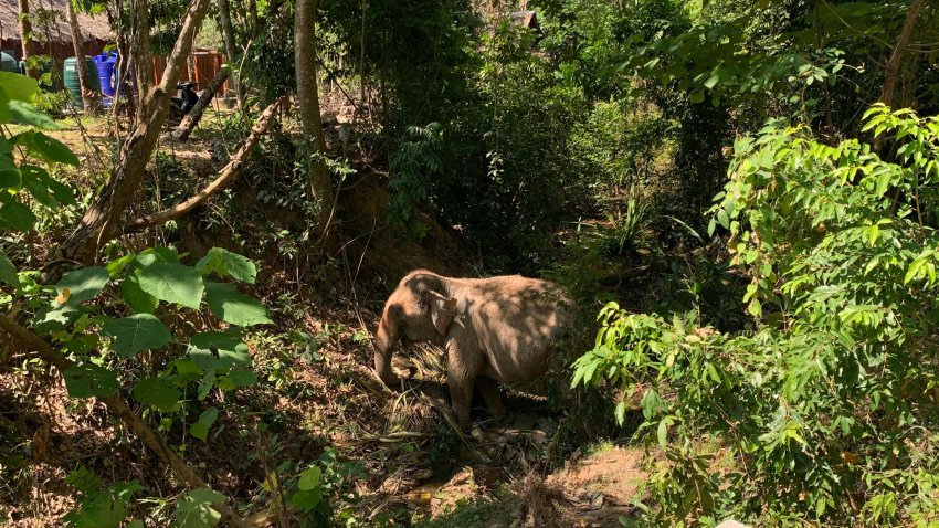 Muere un hombre en Tailandia tras estrellar su motocicleta contra un elefante