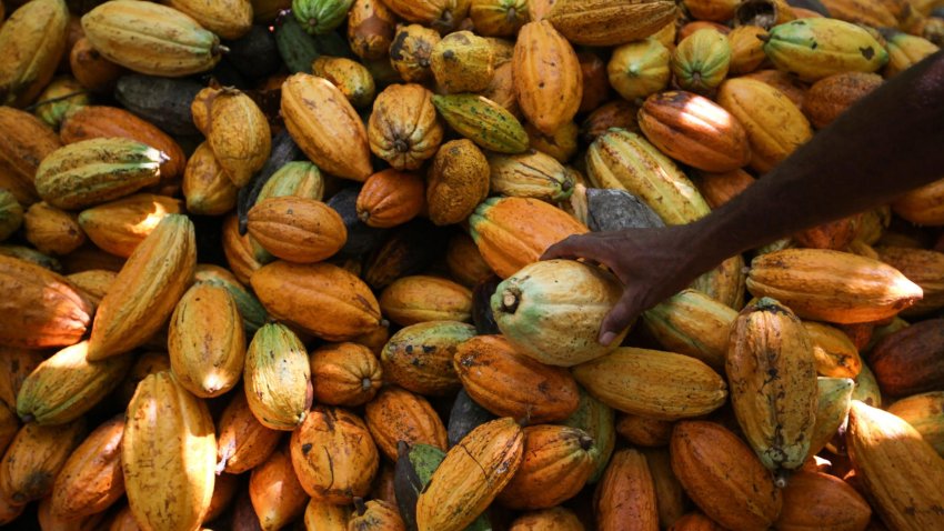 El auge del cacao en América Latina: oportunidades y desafíos en un mercado en evolución