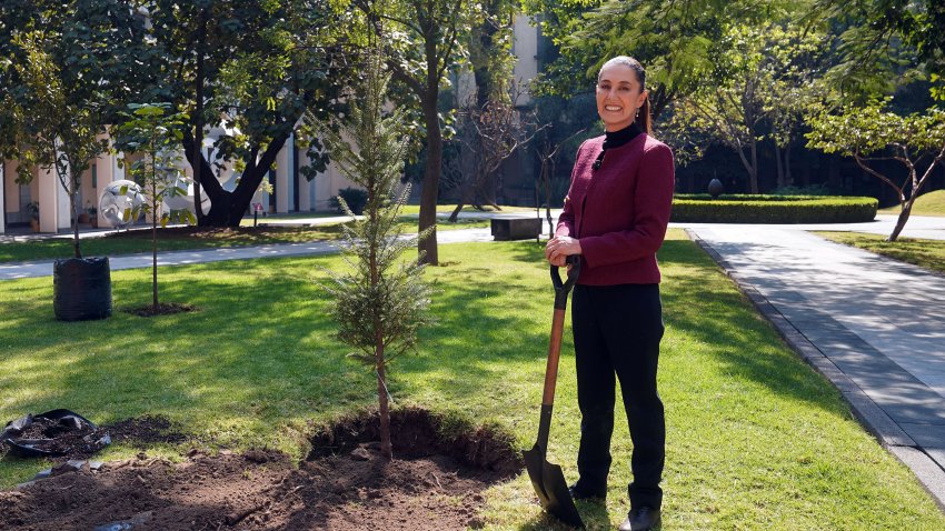 Fotografía cedida por la Presidencia de México de la mandataria, Claudia Sheinbaum, durante la siembra de un árbol en el Palacio Nacional de Ciudad de México (México). EFE/Presidencia de México